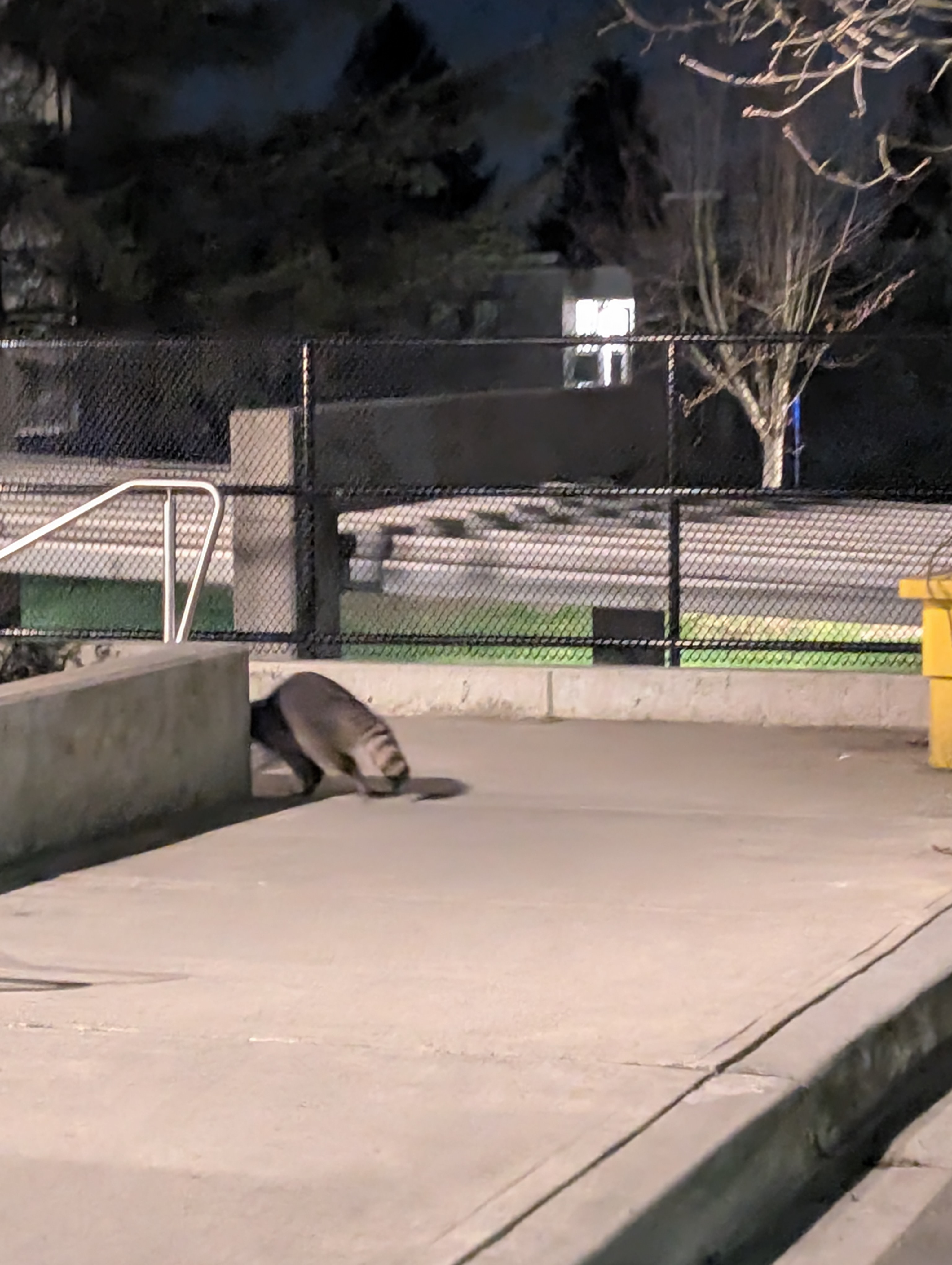 raccoon_outside_dining